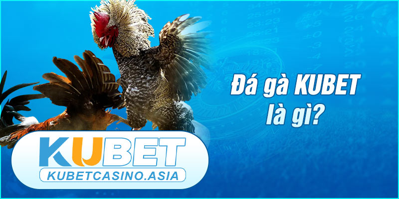 Tìm hiểu về địa chỉ trực tuyến đá gà KUBET Tìm hiểu về địa chỉ trực tuyến đá gà KUBET