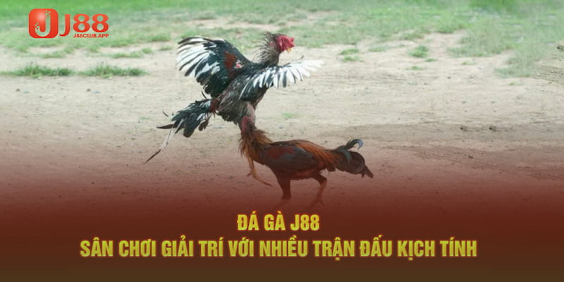 Đá gà J88 - Đấu trường gà trực tiếp đẳng cấp hàng đầu 2025