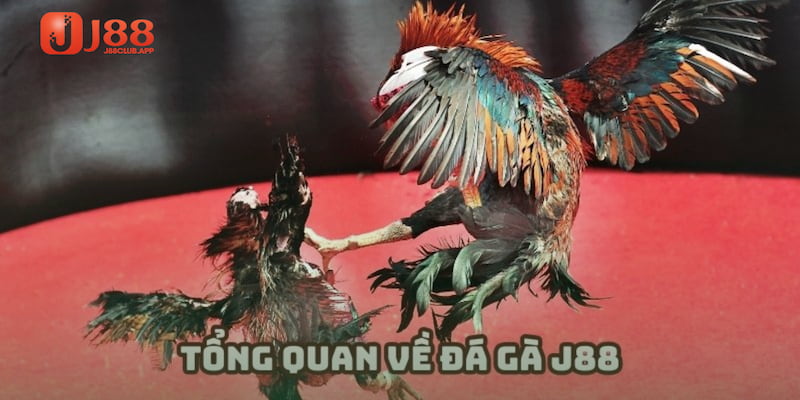 Sảnh cược Đá gà tại J88 có gì đặc biệt?