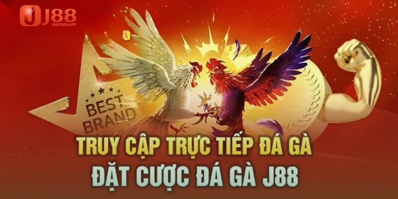 Lý do bạn nên chọn tham gia cá cược chọi gà tại nhà cái